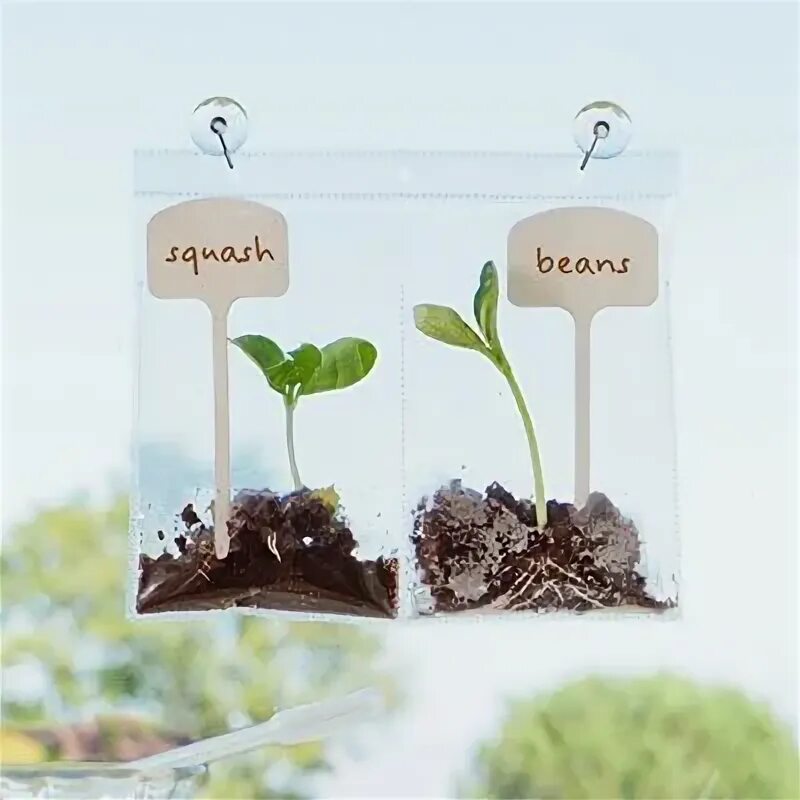 Growing science. Great growing. Fun with simple Science growing Plants. Growing up nature Science Craft.