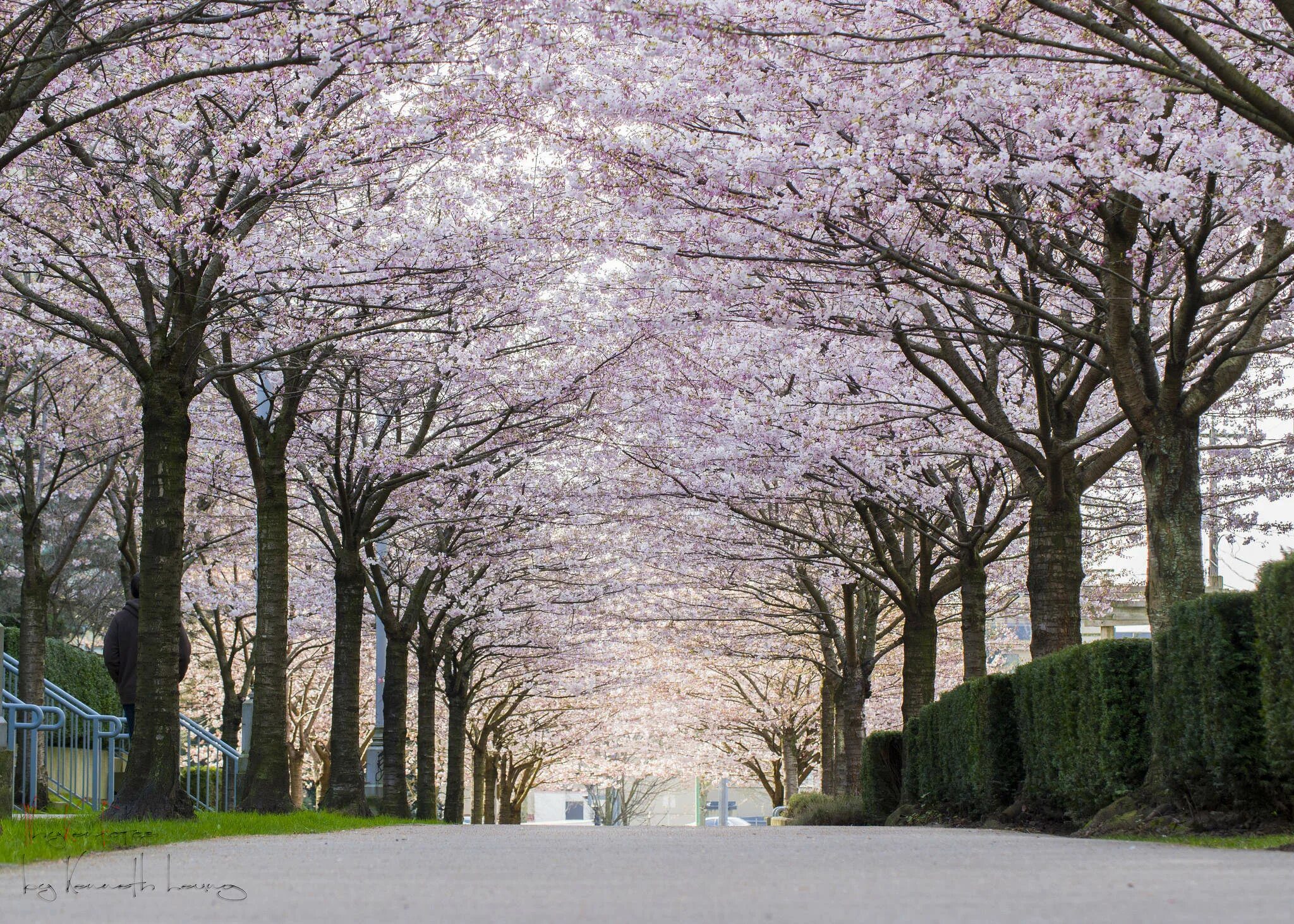 Big blossom. Сакура в Белграде. Ванкувер Канада Сакура. Необычные весенние фотографии. Сакура в Канаде.