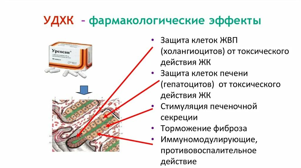 механизм действия урсосана. урсодезоксихолевая кислота 250 мг вертекс. урсосан 250 50 капсул. урсосан состав. урсосан действие.