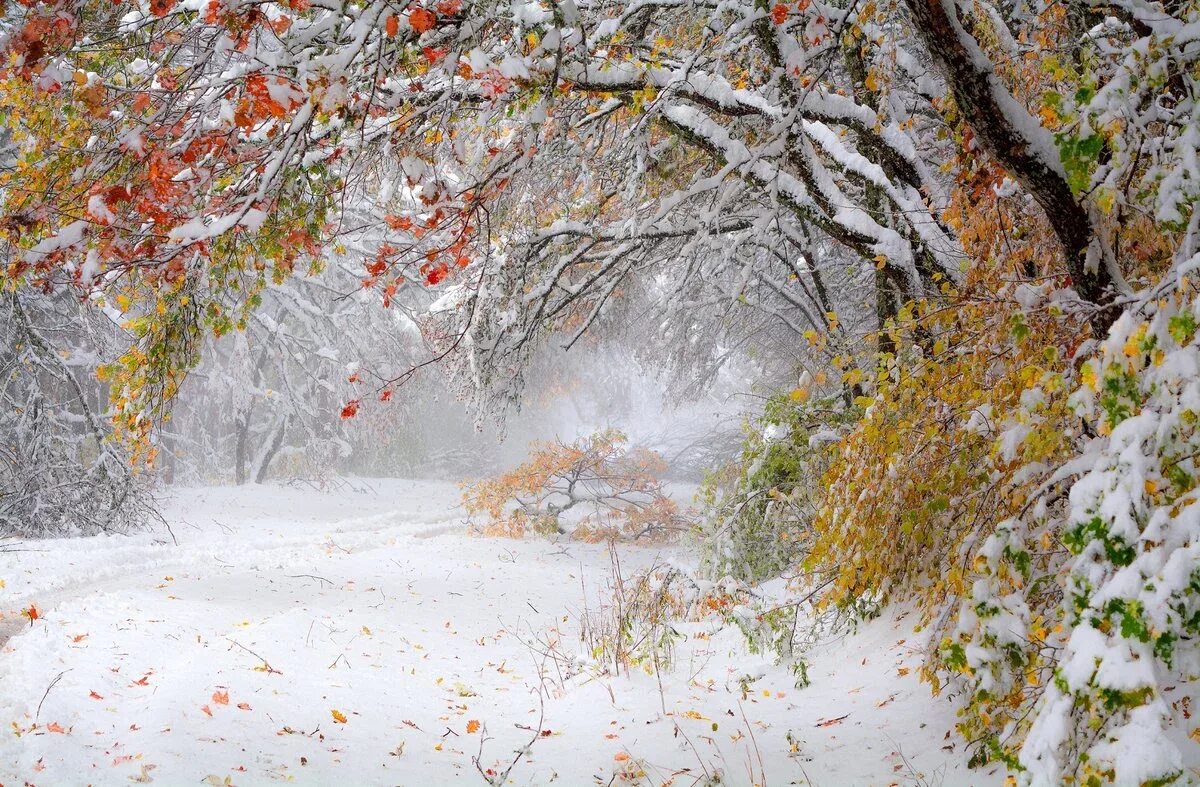 Заставка ноябрь. Ранняя зима. Поздняя осень. Первый снег. Ноябрь природа.