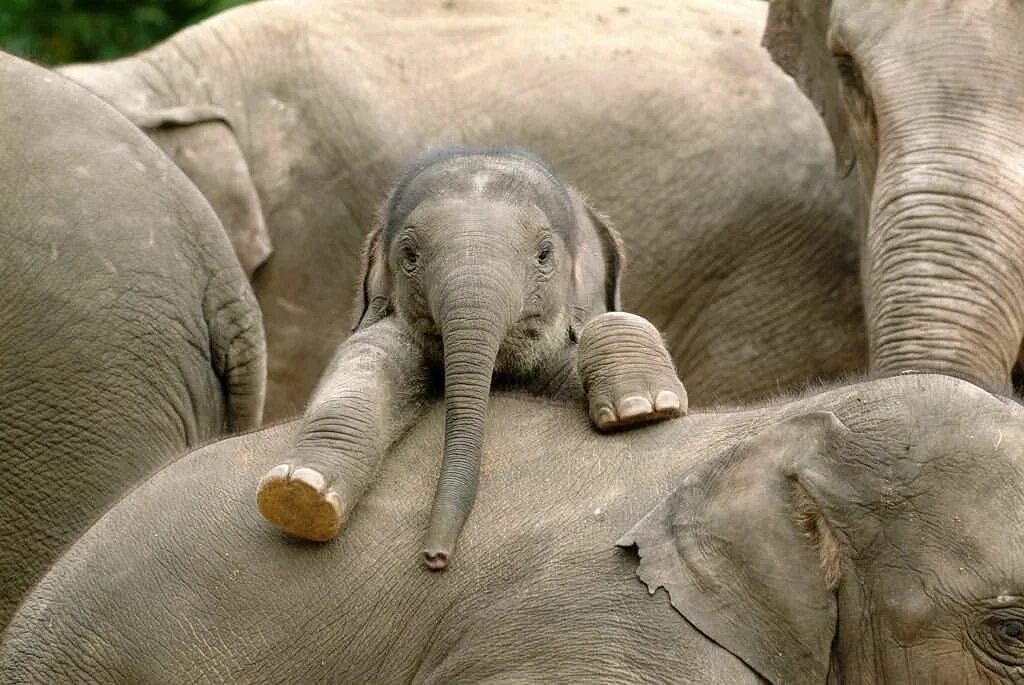 Самка слона. Слоны с детенышами. Слон с детенышем.