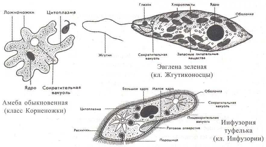 Амеба обыкновенная и инфузория туфелька. Протисты строение. Протисты строение схема. Протисты строение клетки. Рисунки амебы, эвглены и инфузории.