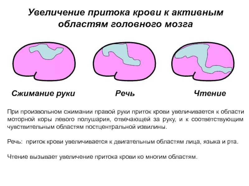 Увеличение притока крови. Что увеличивает приток крови.