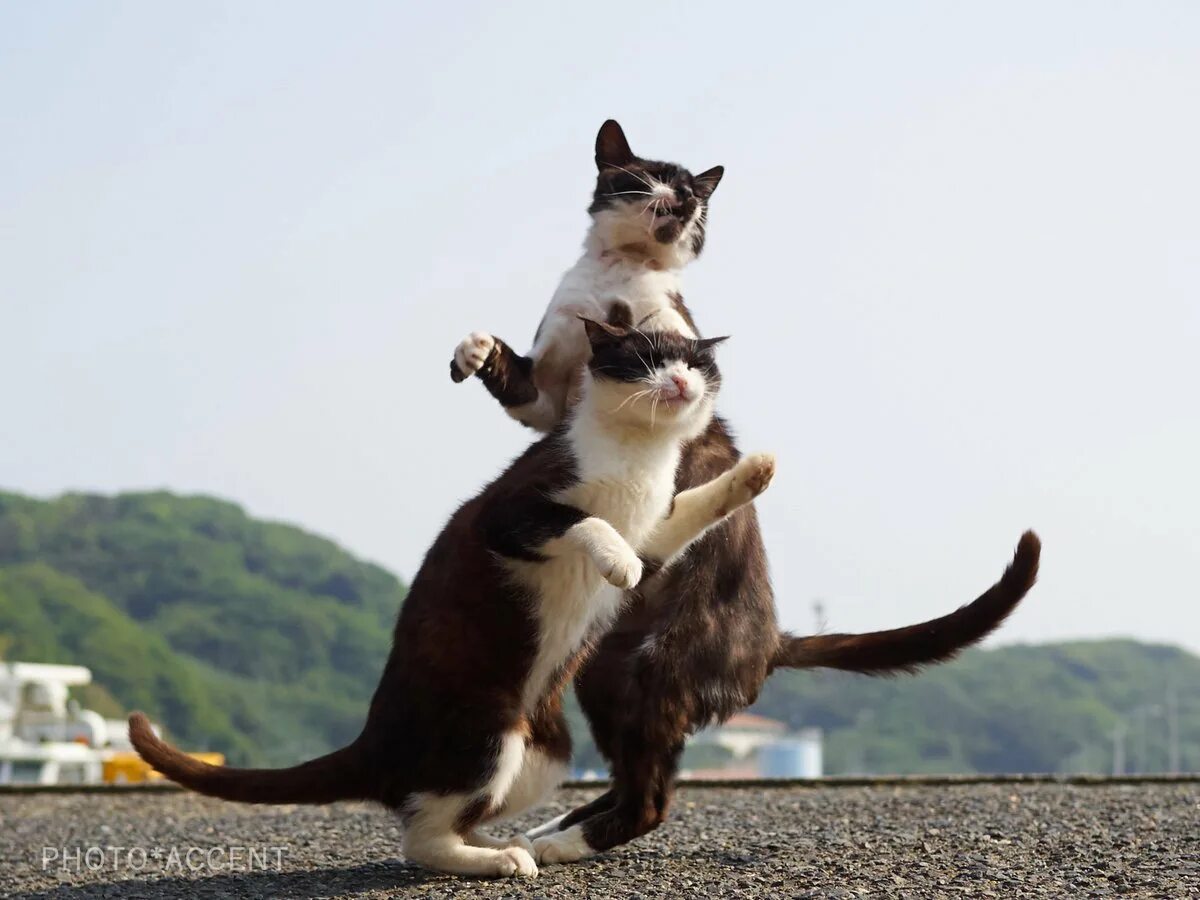 Где коты танцуют. Котики смешные. Танцующий кот. Кот танцует. Танцующие кошки.