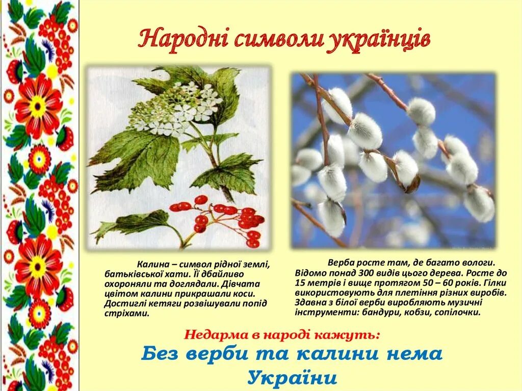 Народна мова. Калина символ Украины. Символы Украины Верба. Народні символи українців. Верба и Калина символы Украины.