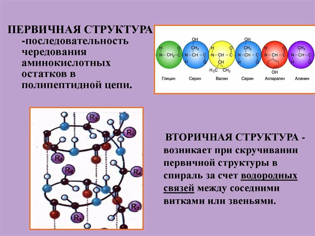 Последовательность аминокислотных остатков. Порядок чередования аминокислотных остатков в полипептидной цепи. Последовательности аминокислотных остатков в белке. Чередование аминокислот в полипептидной цепи. Определите аминокислотную последовательность полипептида