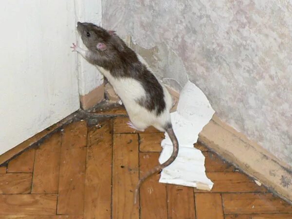 крыса под полом