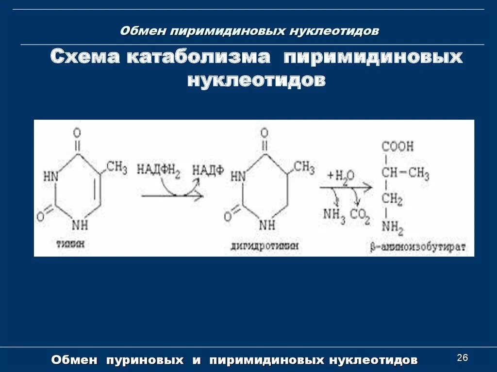 Распад пиримидиновых. Биосинтез пиримидиновых нуклеотидов (УМФ, УТФ, ЦТФ):. Синтез и распад пиримидиновых нуклеотидов биохимия. Биосинтез пиримидиновых нуклеотидов (УМФ,. Распад пиримидиновых нуклеотидов биохимия схема.