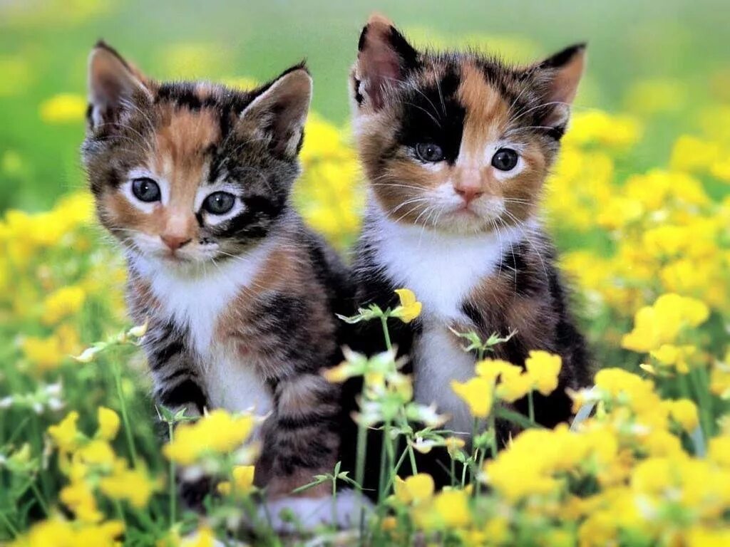 Красивые котята. Разноцветные котята. Кошки маленькие красивые. Очаровательные котята. Симпатичный котенок
