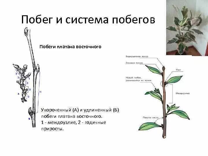 Покрытосеменные растения побег. Удлинённые и укороченные побеги. 1,2 Междоузлия. Ветвление побегов моноподиальное симподиальное дихотомическое. Удлиненный вегетативный побег.