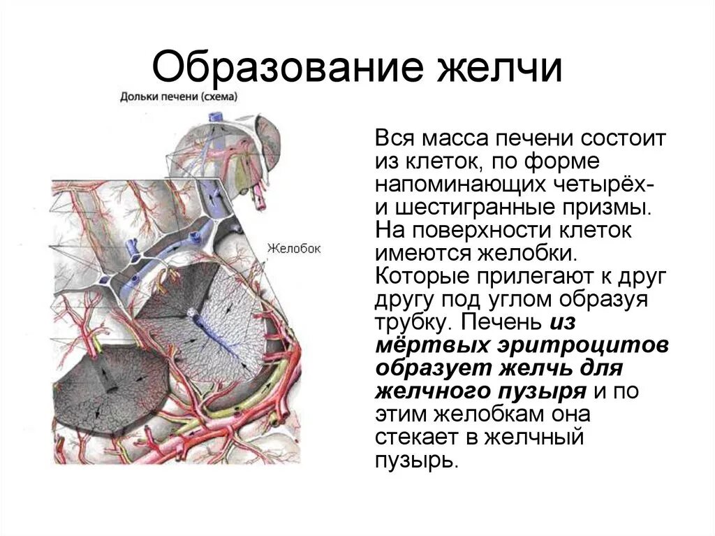 Желчь образуется в. Желчь образуется в. Желчь образуется в. Желчеобразование физиология. Секреция и образование желчи.