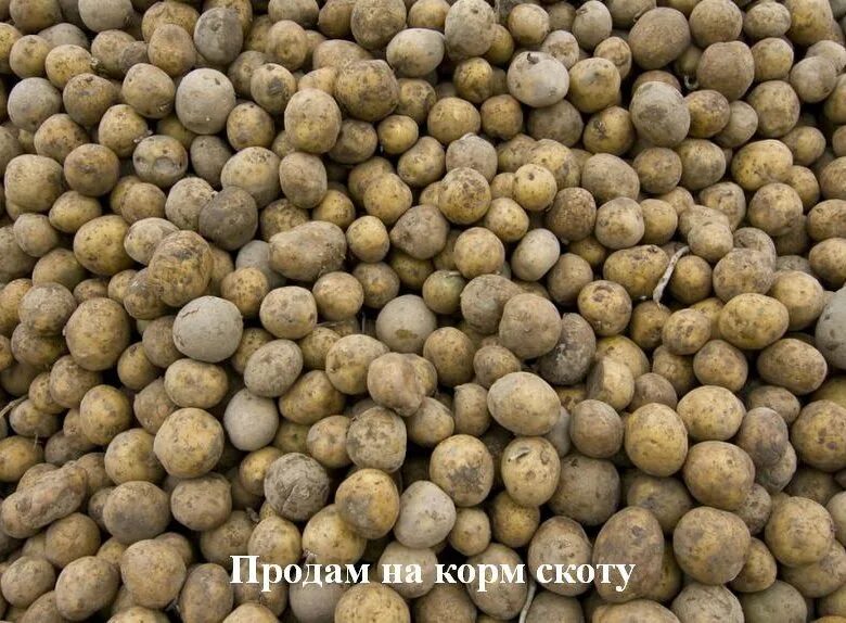 Мелкий картофель в мешках. Мелкая картошка. Мелкая картошка. Картофель мелкий ~ 1кг. Картофель мелкий ~ 1кг.