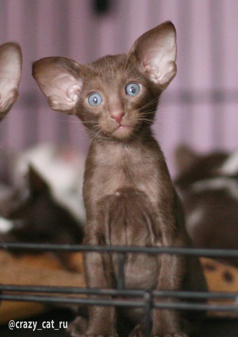 Ориентальная кошка. Ушастый кот порода Ориентал. Ориенталы Бурма. Ориентал вислоухий.