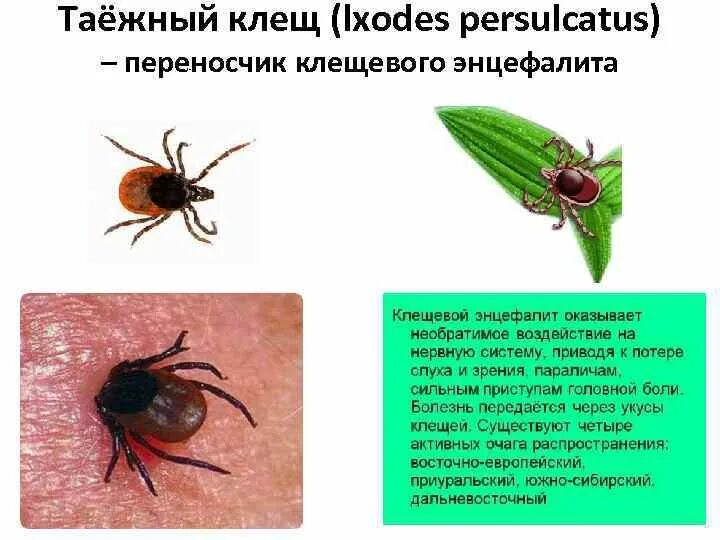 Таежный Энцефалитный клещ. Клещ Ixodes persulcatus. Таежный клещ, Ixodes persulcatus. Тип питания таежного клеща.