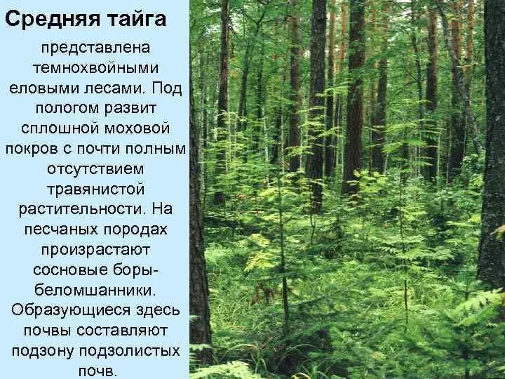 Темнохвойная тайга 5. Темнохвойная тайга евразии. Осадки и температура темнохвойные еловые пихтовые леса. Темнохвойный таежный лес. Тайга хвойные леса климат.