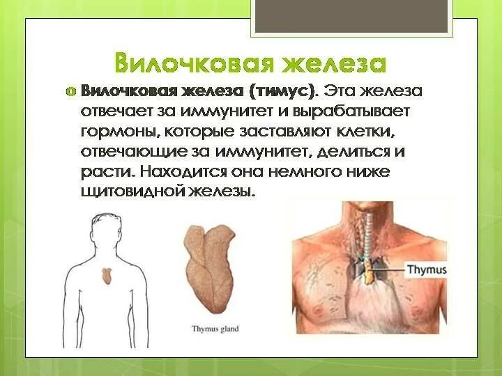 Вилочковая железа (тимус). У детей. Перерождение вилочковой железы. Вилочковая железа расположение строение функции.