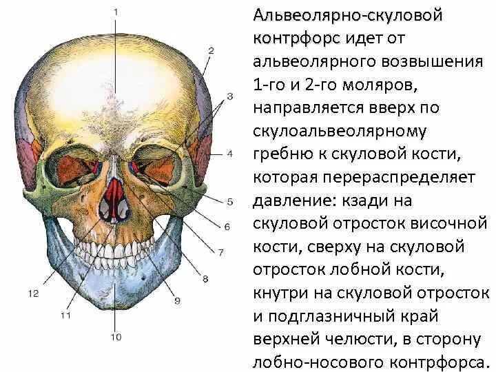 Скуловая кость черепа анатомия. Строение скуловой кости черепа. Анатомия скуловой кости и дуги. Контрфорсы в анатомии лобно носовой. К какому отделу черепа относится скуловая кость