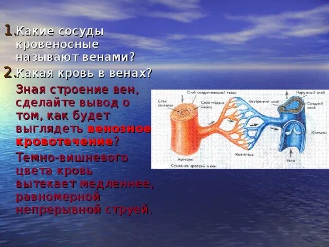 Артериальной кровью называют. Какого цвета кровеносные сосуды. Артериями называются сосуды.