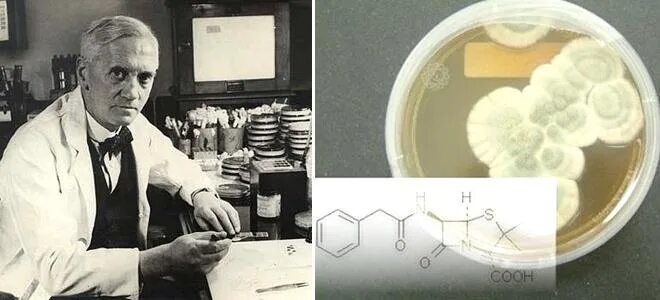 Александром Флемингом в 1928 год. Пенициллин 1928. 1928 пенициллин