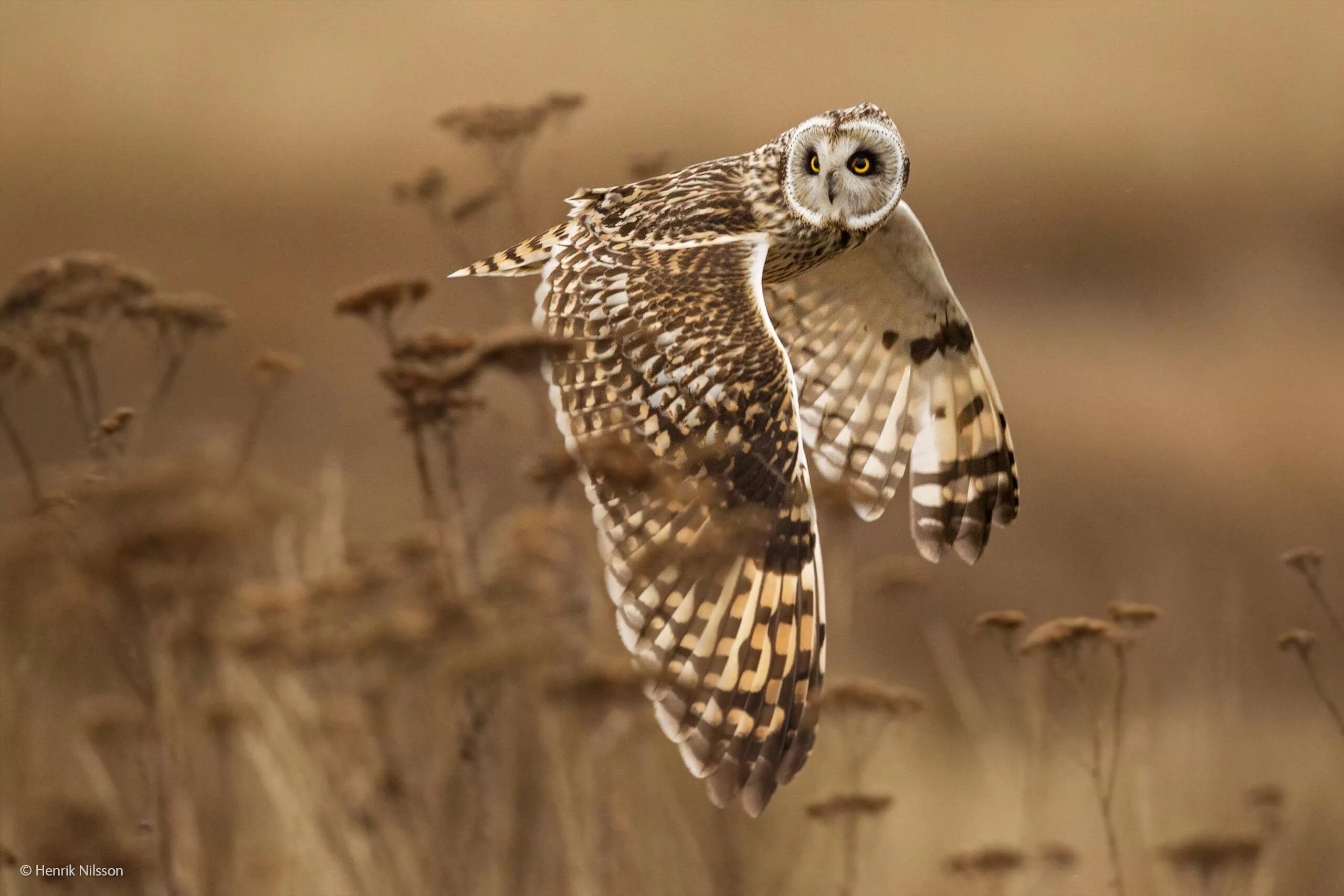 National wildlife. Болотная Сова. Сова в полете. Сова в природе. Болотная Сова в полете.