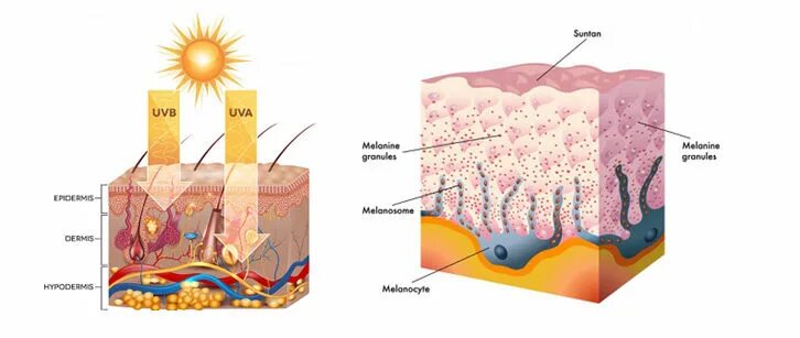 Пигмент кожи меланин находится. Меланоциты меланин кожа. Клетки меланоциты в коже.