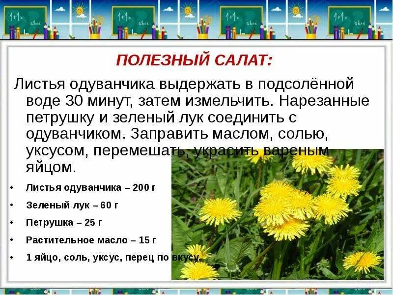 Одуванчики цветы польза и вред для здоровья. Какие листья у одуванчика. Описание листьев одуванчика. Чем полезен одуванчик. Чем полезны листья одуванчика.