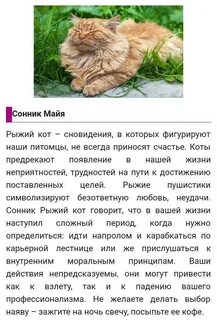 Кошка во сне мусульманский сонник
