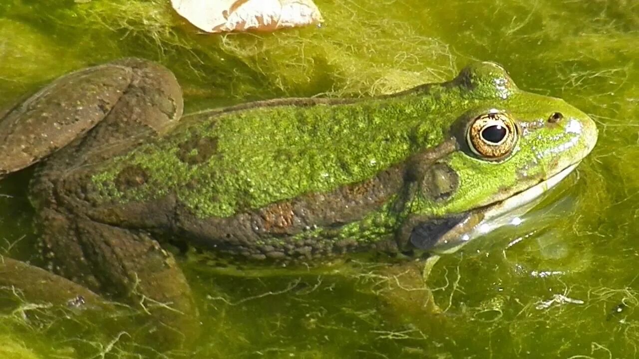 Покажи видео лягушек. Лягушки в речке. Зеленые и бурые лягушки. Лягушки Сочи. Жабы в Сочи.