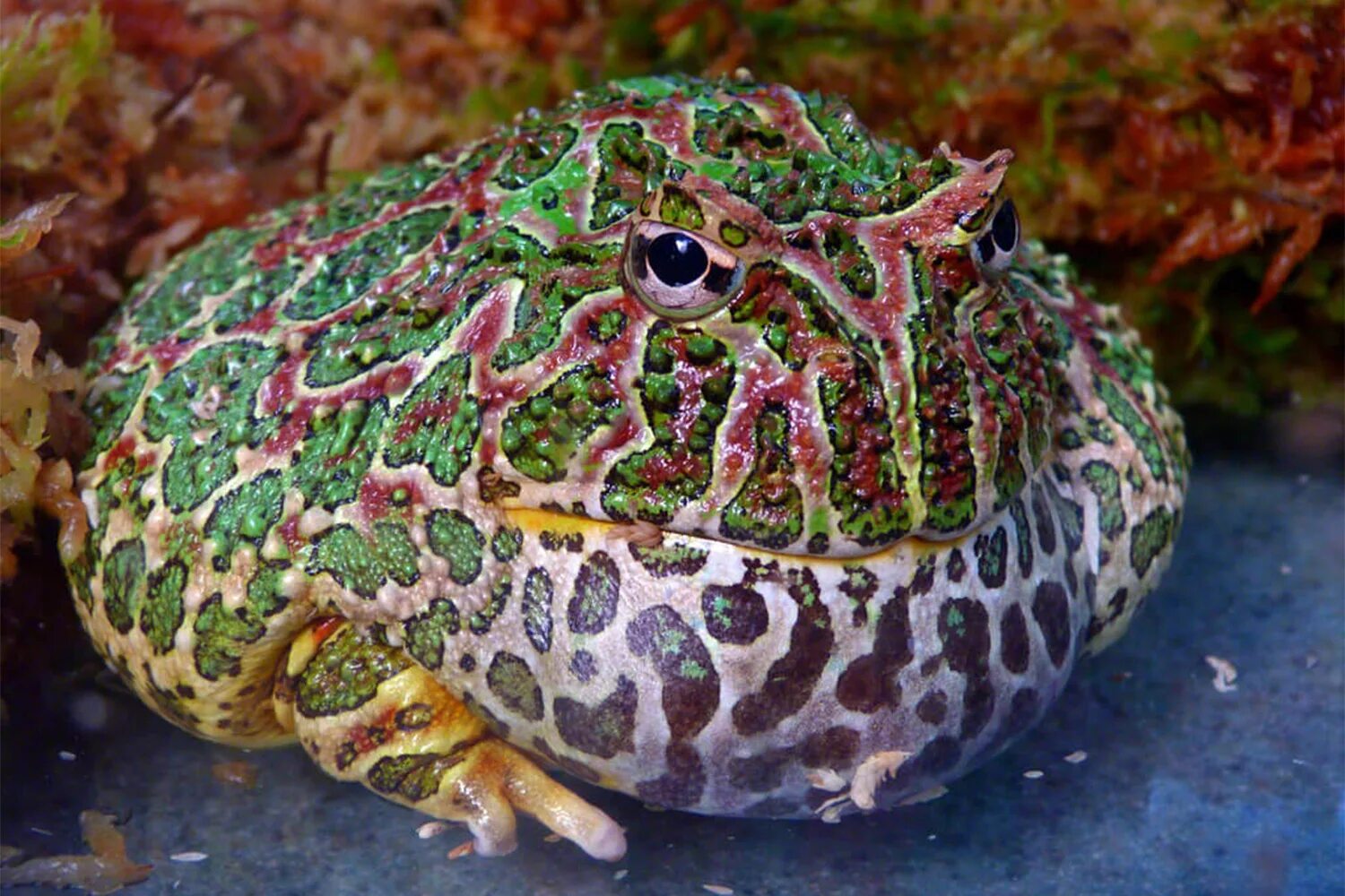 Водоросли лягушка. Лягушка рогатка Кранвелла. Рогатка ceratophrys Ornata. Тигровая лягушка Hoplobatrachus tigerinus. Украшенная рогатка ceratophrys Ornata.