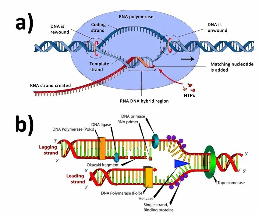 ДНК полимераза и РНК полимераза. РНК полимераза репликация. Транскрипция РНК полимераза. ДНК полимераза типы.