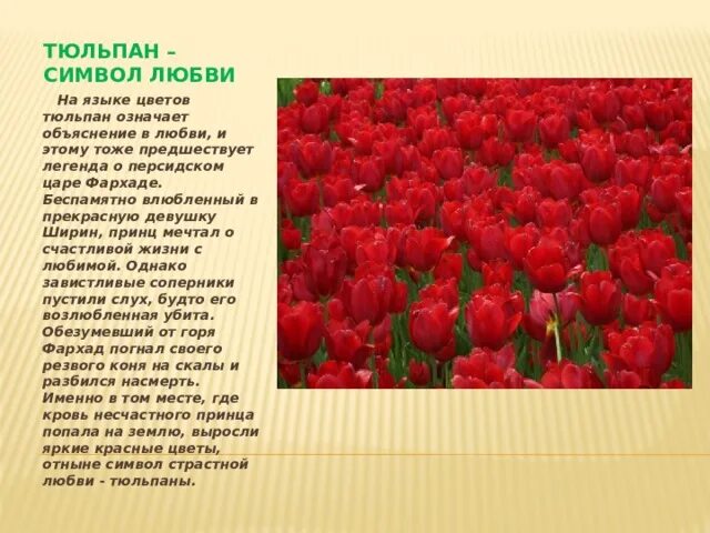 Что означает тюльпан на языке цветов. Язык цветов тюльпаны. Тюльпан цветок символ. Цвет тюльпанов значение.