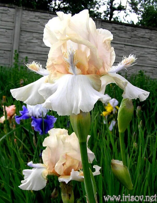 ирис желтый верх фолы сиреневые. ирис джипси лорд. ирис бородатый купить ворошилова. ирисы team player. ирис ринг эраунд роузи.