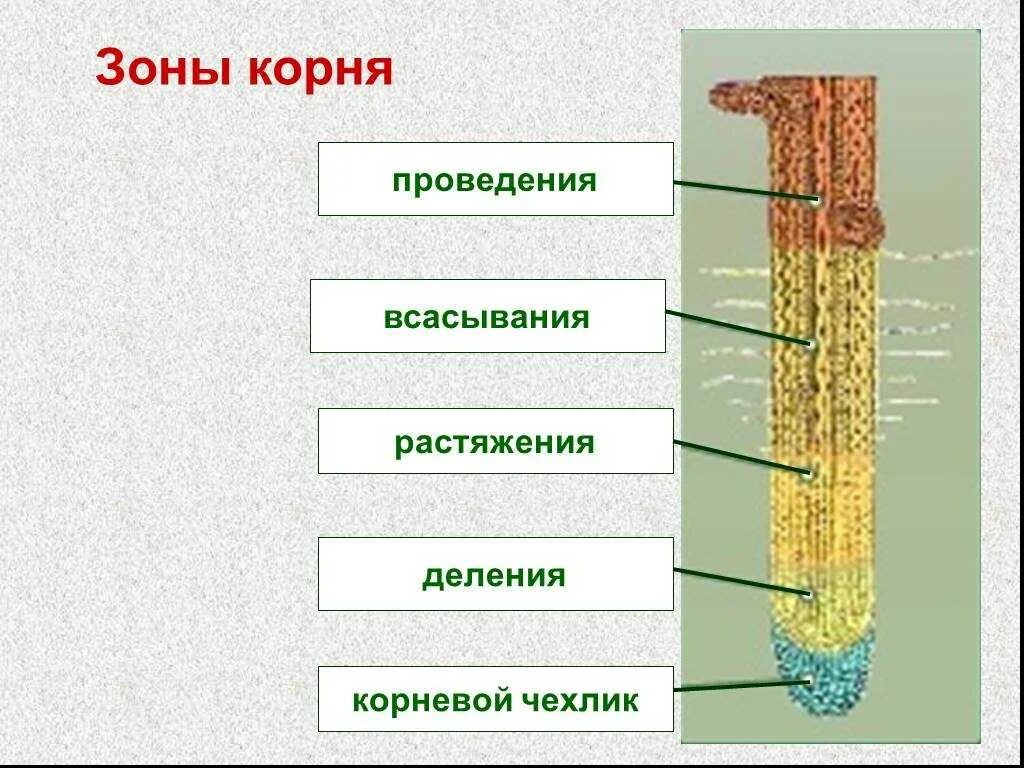 Зона деления корня ответ. Корневой чехлик зона деления. Зоны корня деления растяжения всасывания проведения. Строение клеток зоны всасывания корня. Строение клеток зоны проведения корня.