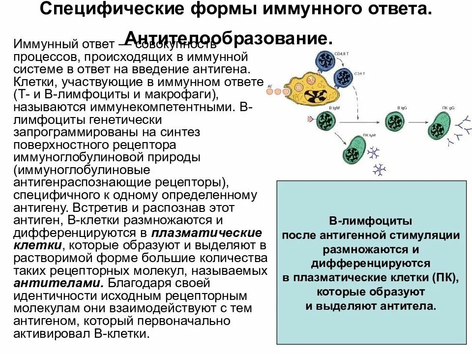 Формы иммунного реагирования микробиология. Клетки участвующие в иммунном ответе. Иммунный ответ микробиология. Процесс иммунного ответа. В иммунном ответе участвуют клетки