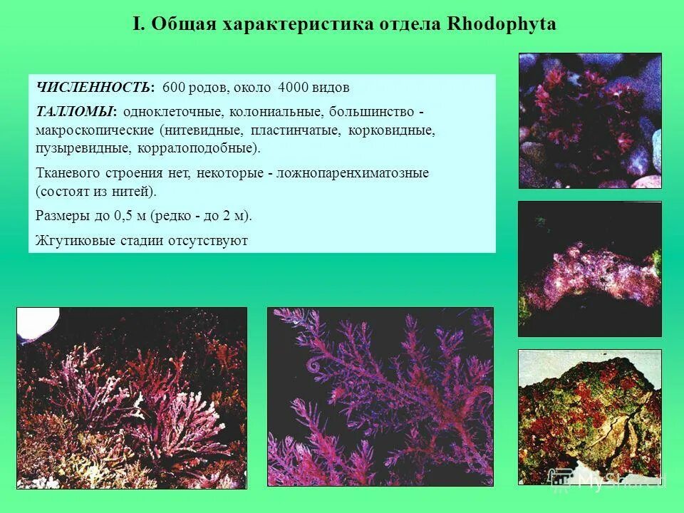 Факторы водоросли. Родофита водоросли. Представители отдела Rhodophyta. Водоросль красная Родофита. Красные водоросли (Rhodophyta).