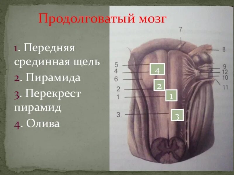 Продолговатые предметы. Передняя срединная щель продолговатого мозга. Перекрест пирамид продолговатого мозга. Оливы продолговатого мозга.