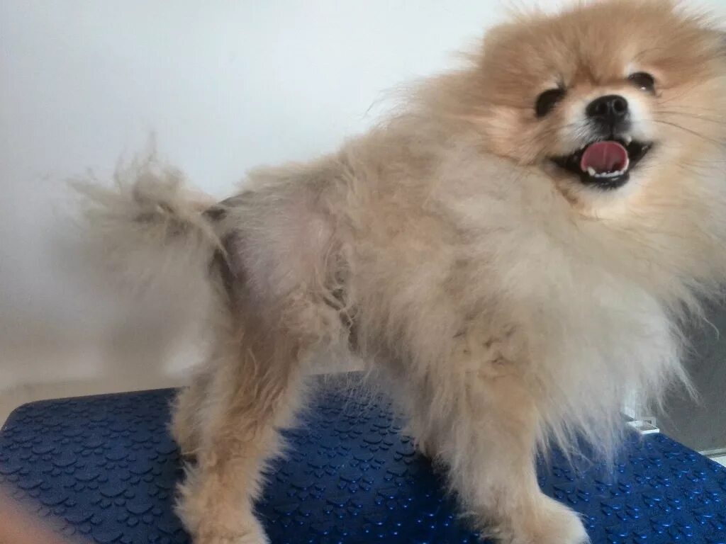 Померанский шпиц облысение. Алопеция у шпица лечение. Померанский шпиц алопеция. Померанский шпиц х алопеция. Алопеция у шпицов.