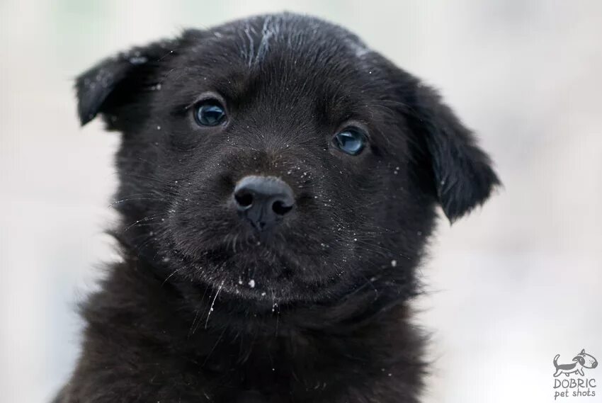 на крыльце черный щенок. черный щенок дворняжки. на крыльце черный щенок. собака на крыльце. на крыльце черный щенок.