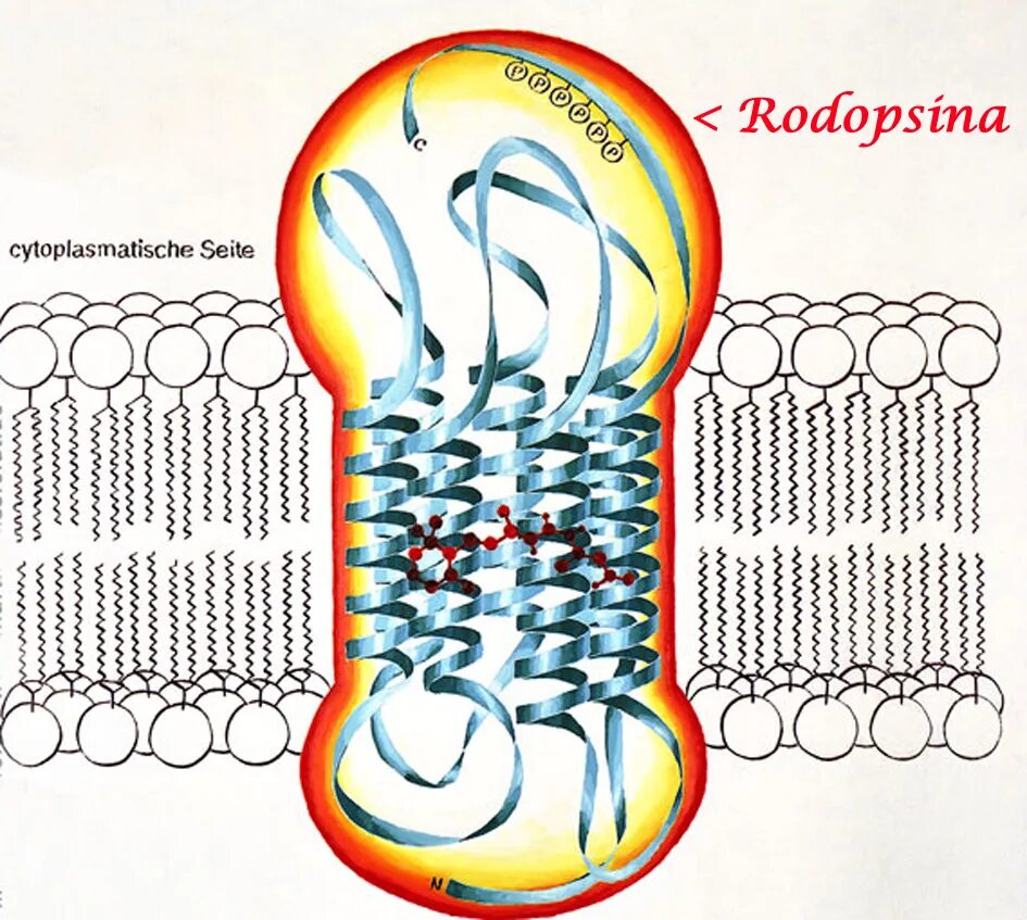 Сетчатка родопсин палочка. Молекула родопсина. Зрительный цикл родопсина. Структура молекулы родопсина. Цикл превращения родопсина.