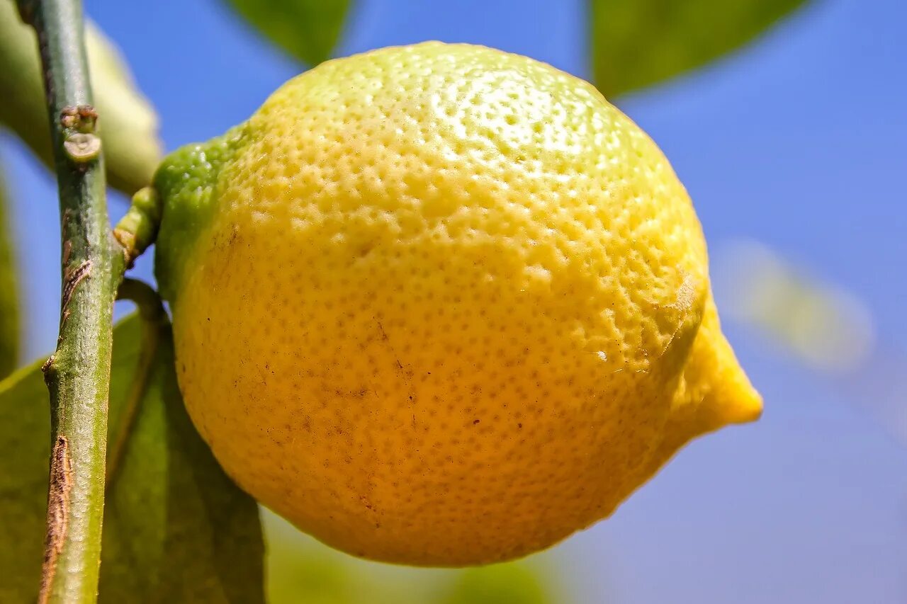 Лимон. Лимон плод померанец. Лимон обыкновенный (Citrus Limon). 58. Лимон - Citrus Limon. Цитрус лимон 120см.