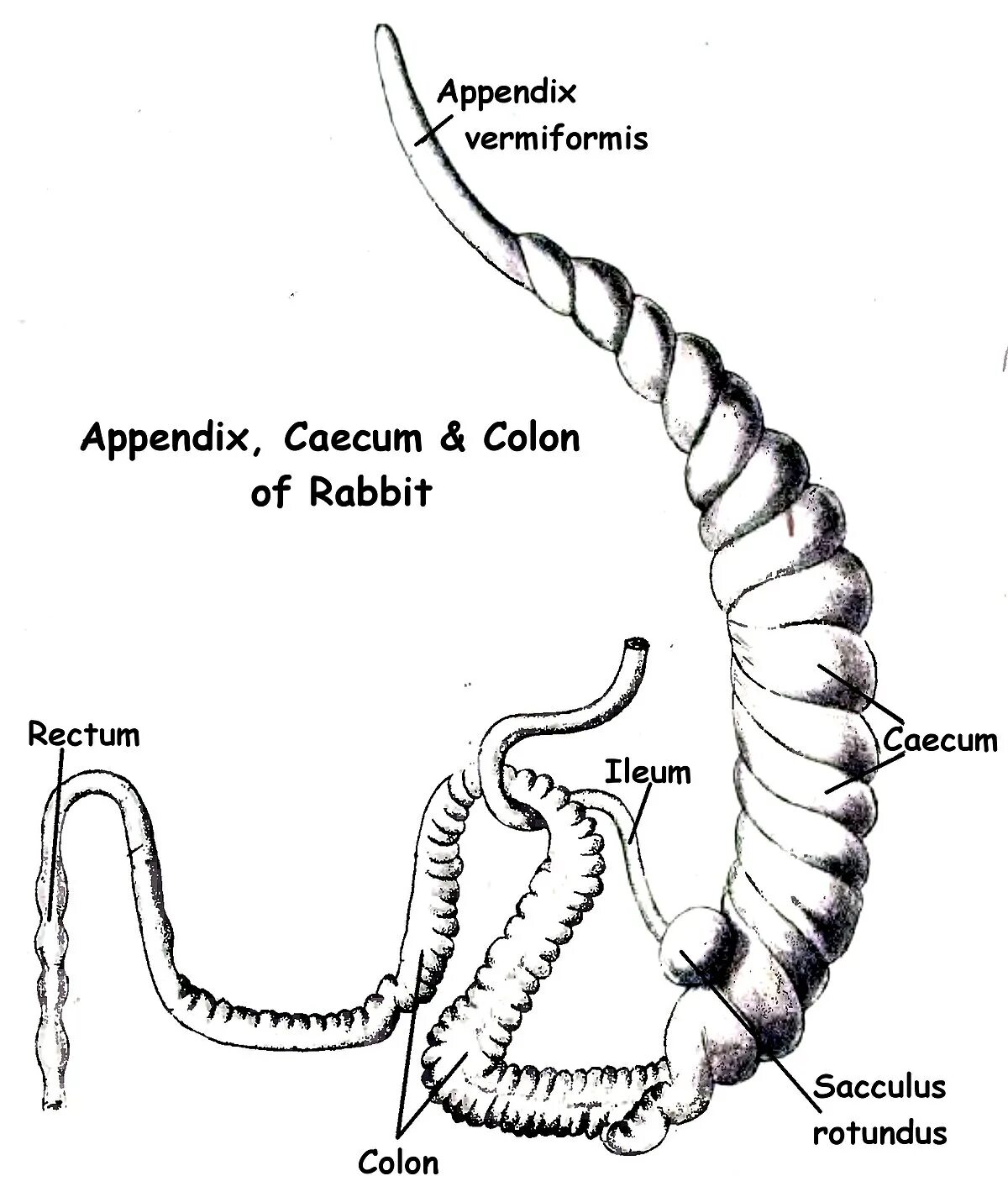 Аппендикс у животных. Аппендикс у млекопитающих животных. Пищеварительная система кролика аппендикс.