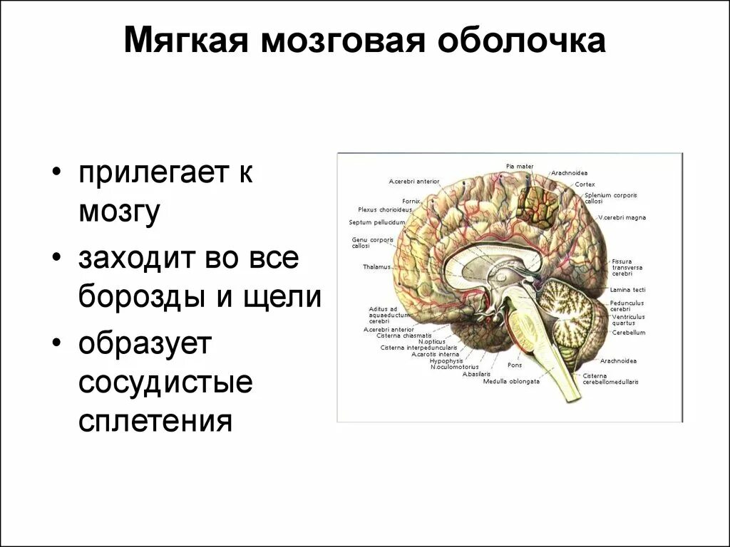 Строение мягкой оболочки головного мозга. Мягкая мозговая оболочка головного мозга анатомия. Мягкая оболочка головного мозга функции. Мозговые оболочки головного мозга топографическая анатомия.