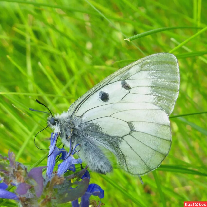 Parnassius mnemosyne - Бабочки Нижегородской области