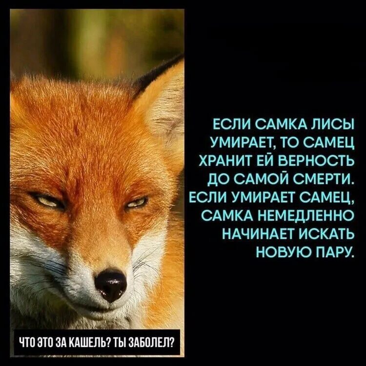 Лиса цитаты. Цитаты с лисами. Высказывания про лис. Цитаты с лисами. Лисы с надписями.