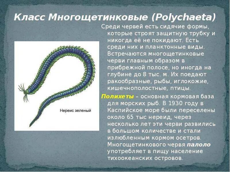 От кого могли произойти кольчатые черви. Класс кольчатых червей Тип многощетинковые. Многощетинковые черви и Малощетинковые черви. Кольчатые черви класс полихеты. Многощетинковые кольчатые черви.