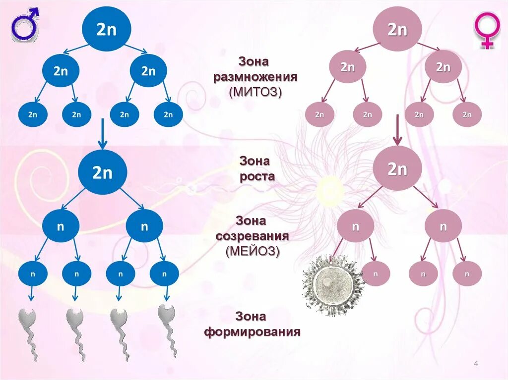 Типы гаметогенеза. Сперматогенез зоны роста и зоны созревания. Зона размножения гаметогенеза. Мейоз формирование половых клеток гамет. Зона роста и зона созревания гамет.