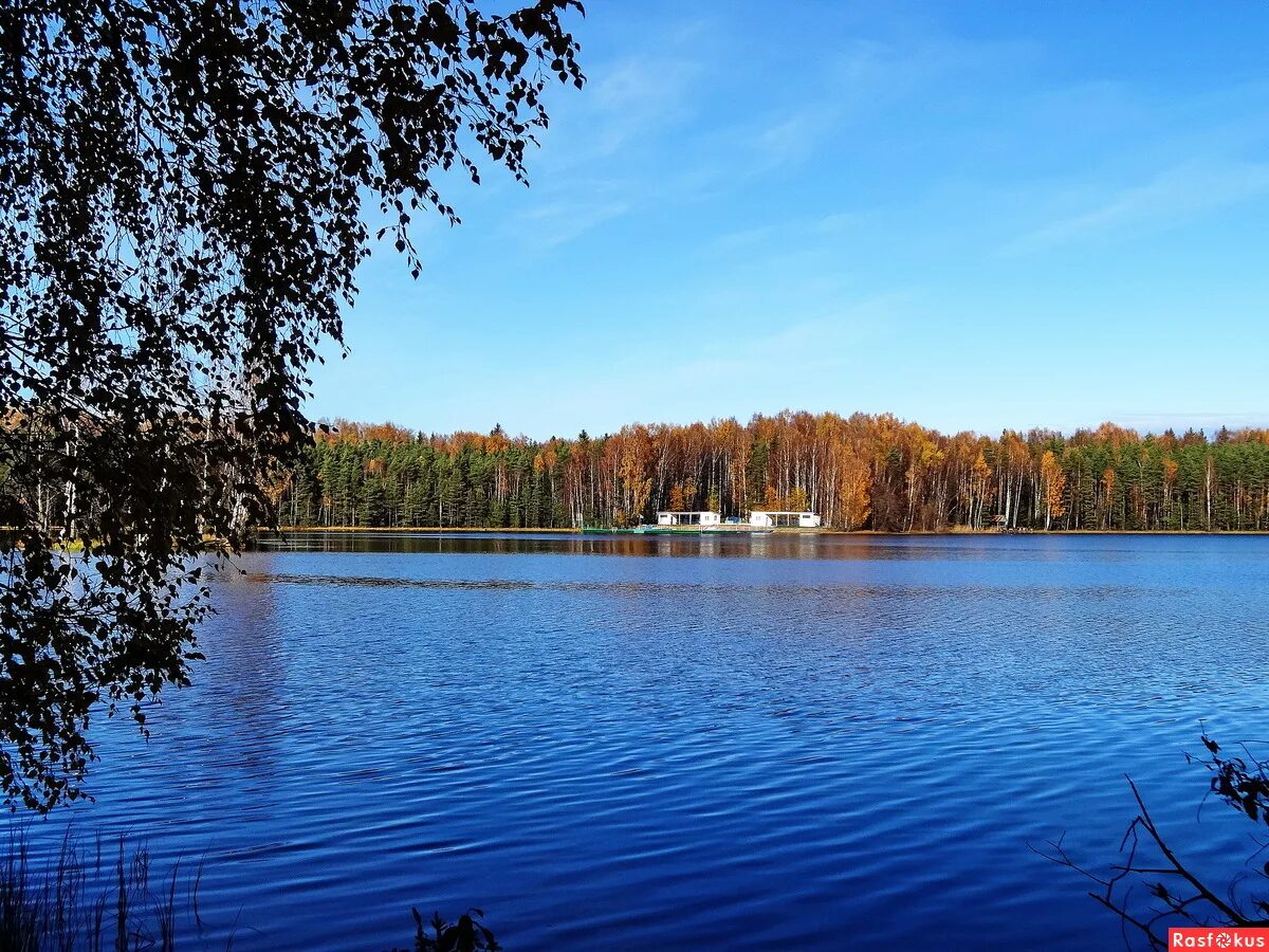 озеро глухое осиновая роща. осиновая роща деревья. осиновая роща лес. осиновая роща. осиновая роща фото.
