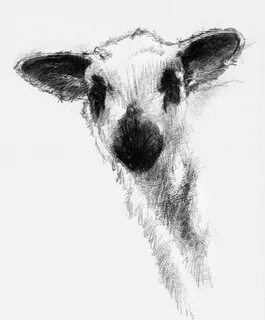 Art lamb