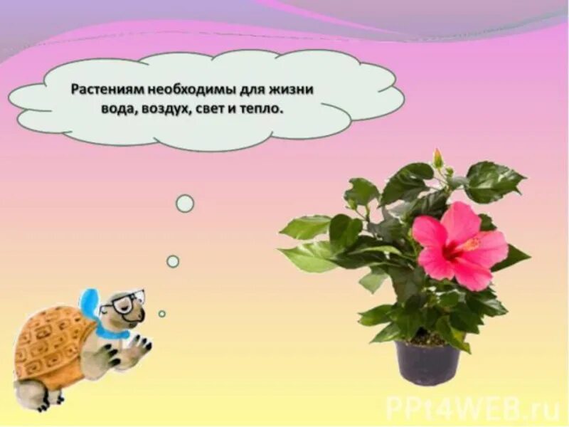 Интересно что некоторые растения живут очень долго. Растениям для жизни необходимы вода, воздух, свет и тепло. урок окружающий мир 1класс школа россии тема&quot;как живут растения&quot;. растениям необходим воздух. для дошкольников &quot; как живут растения&quot; презентация.
