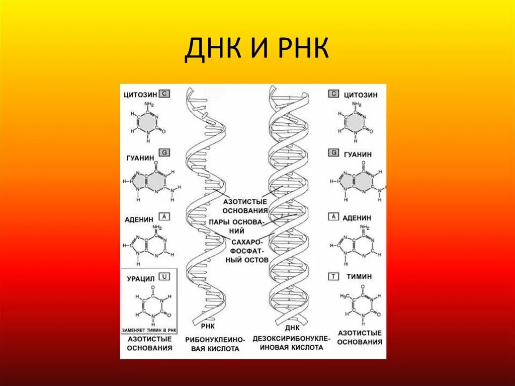 Строение полимерных цепей РНК. Схема строения молекулы ДНК И РНК. Строение ДНК И РНК схема. 2.Структура молекулы ДНК И РНК.